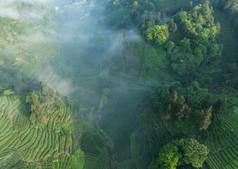 Aerial view of beautiful tea terrace landscape in China