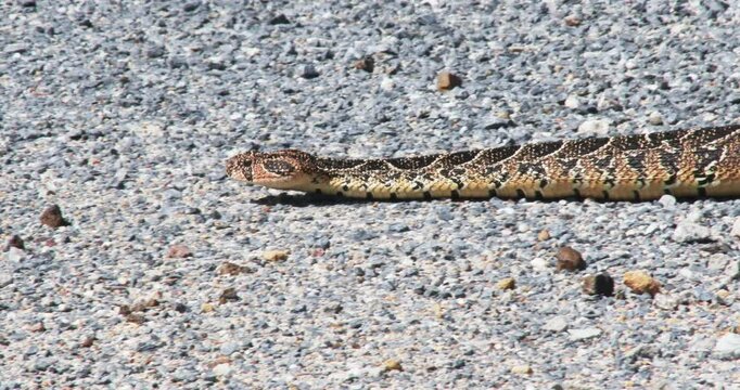A large puff adder using caterpillar locomotion to slowly cross a gravel road