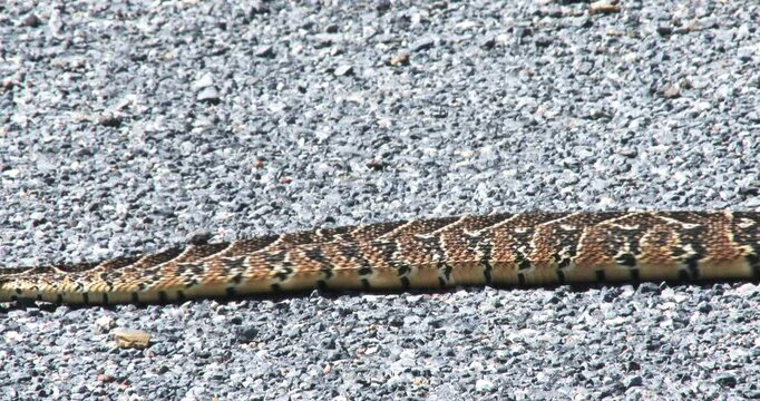 Close up of a large puff adder slowly crossing a gravel road