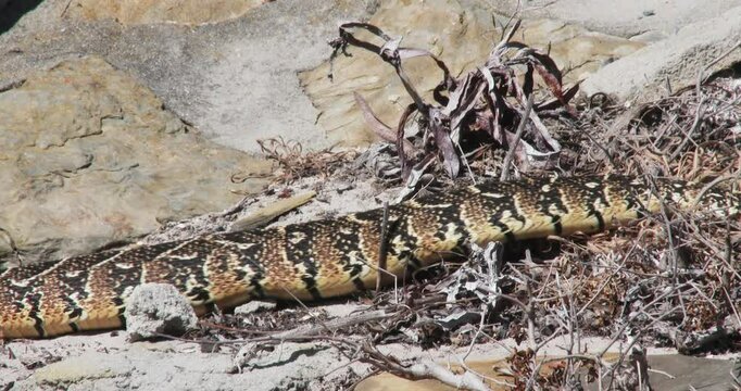 A heavy bodied puff adder using caterpillar locomotion crosses from right to left close up