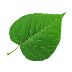 Green leaf, detailed texture, on a transparent background.