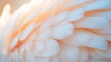 Fototapeta premium A close-up view reveals soft white feathers, highlighting their fine structure and gentle colors under warm, inviting light