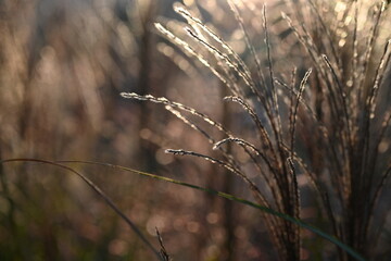 brown texture of spikelets, spikelets flying in the wind, brown grass close-up as a background 