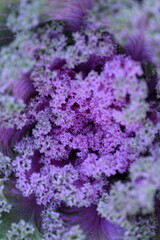 pink background High quality photo macro photography gradient white green ornamental Brassica oleracea acephala purple cruciferous family decorative carved cabbage leaves, poster, banner close - up