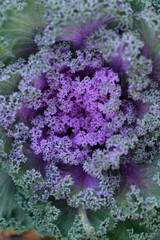 pink background High quality photo macro photography gradient white green ornamental Brassica oleracea acephala purple cruciferous family decorative carved cabbage leaves, poster, banner close - up