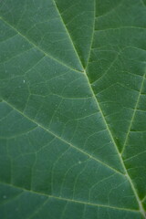 green datura leaves close-up  green datura (jimsonweed) leaves with visible texture and natural shape. toxic plant often found in wild or garden settings. ideal for botanical, herbal, or mystical-them