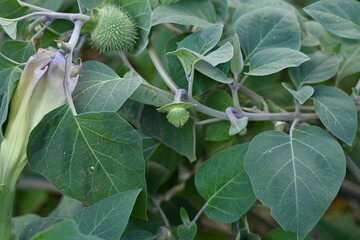 green fruits of durman close-up, prickly fruits of durman the fruit is poisonous, not edible 