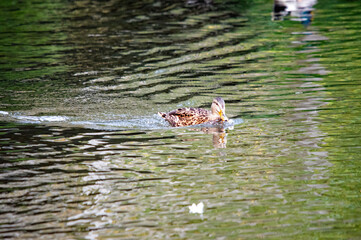 Eine weibliche Stockente schwimmt in einem Teich