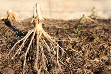 Roots Emerging from the Soil in a Natural White, Picturesque Habitat with Vibrant Ecology