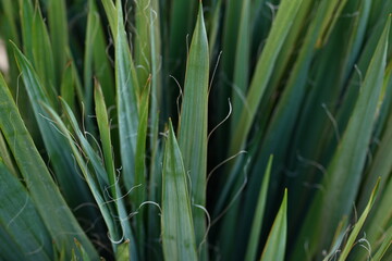 Fototapeta premium Yucca filamentosa green leaves blue yucca filamentous diagonally close-up, yucca filamentous, leaves of yucca filamentous, green background from leaves, gradient perennial evergreen plant 