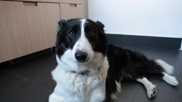 Perro border collie tumbado en cocina, mira a c&aacute;mara