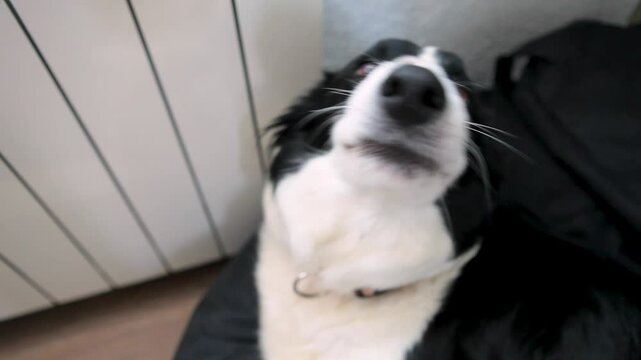 Perro, border collie, saca la lengua 
