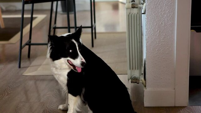 Border collie espera a salir con mujer a correr 