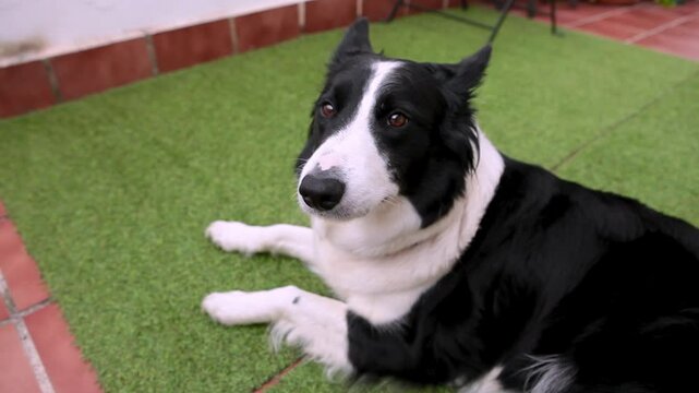 Border collie mueve el hocico 
