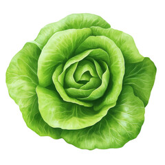 Obraz premium Fresh green lettuce head, on a transparent background.