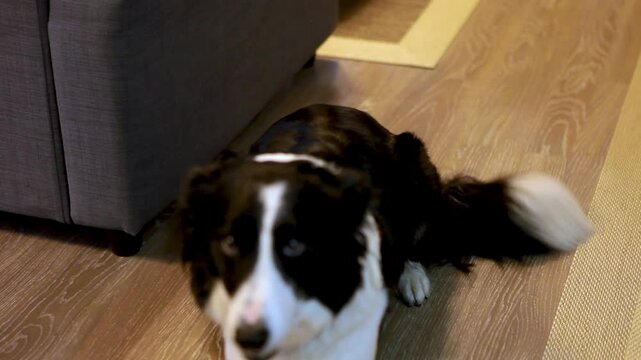 Perro tumbado mira a c&aacute;mara y va hacia ella. 