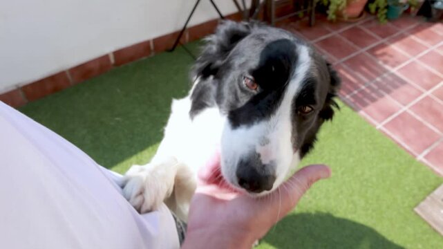 Perro se sube encima de persona para saludar