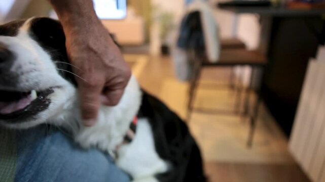  Perro recibiendo y dando cari&ntilde;o con una persona 