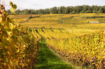 Herbstliche Weinberge