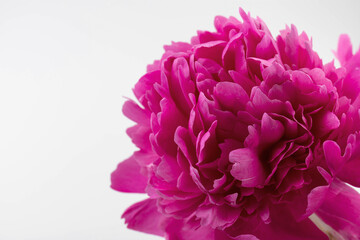 Peonies flowers. Floral beautifull background. Closeup. Nature.