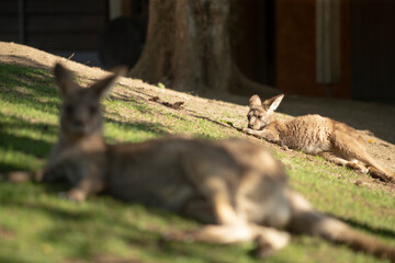 Two kangaroos are peacefully laying in the soft grass near a large tree, enjoying the warm sun and surrounding natures beauty