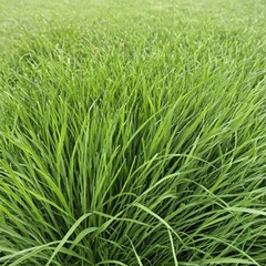 Fototapeta premium green grass background