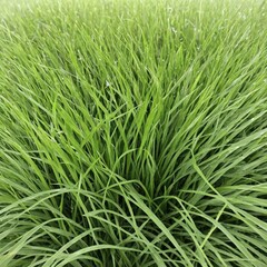 Obraz premium green grass background