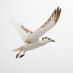 Fototapeta premium white and brown flying bird on white background