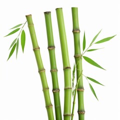 Obraz premium bamboo green sticks with leaves isolated on white background