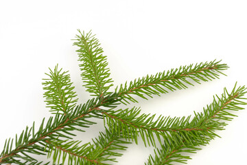 Pine branch isolated on white background. Fir tree branch isolated on white
