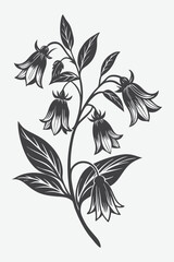 Bellflower Branch with Flowers Silhouette Vector Illustration in Detailed Botanical Art Style