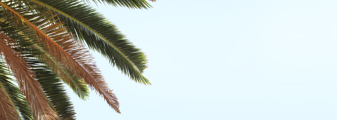 Green palm leaves against the sky, view from the bottom up. Nature background. Palm leaves background, wallpaper