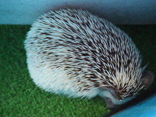 可愛いヨツユビハリネズミ