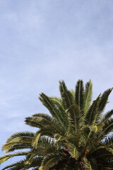 Obraz premium Green palm leaves against the sky, view from the bottom up. Nature background. Palm leaves background, wallpaper
