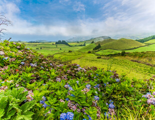 A view past Hydrangeas at the Coal Peak Viewpoint in the highlands the island of San Miguel in the Azores in summertime