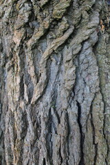 bark of a tree