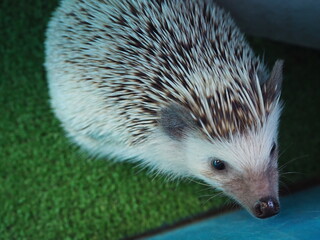 可愛いヨツユビハリネズミ