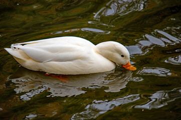 Weiße Ente auf dem Wasser