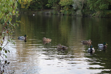 ducks on the lake