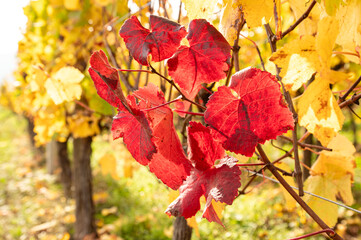 Herbstliche Weinberge