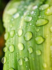 Macro image of water droplets on  green leaves, close-up of rainy season drops rainwater on the grass