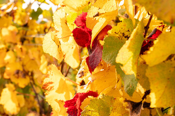 Herbstliche Weinberge
