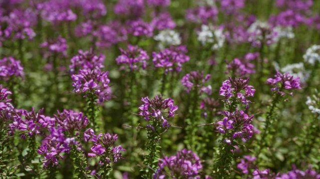 Teucrium marum plants in full bloom outdoors in mallorca, balearic islands, showcasing vibrant purple flowers thriving in their native habitat under natural sunlight.