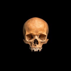 Obraz premium Isolated Natural Human Skull in Front View on Black Background