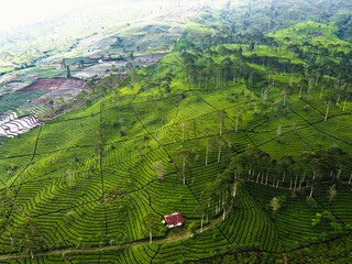 Fototapeta premium THE BEAUTY OF THE PANORAMA OF THE TEA PLANTATION AREA IN THE HIGHLANDS AT THE FOOT OF MOUNT SINDORO, WONOSOBO, INDONESIA, WHICH IS COOL AND FERTILE