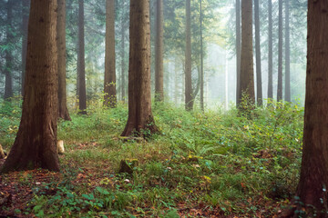 Foggy or misty forest scene. Autumn morning thick fog, moody atmosphere, no people