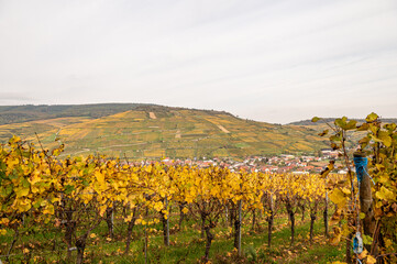 Herbstliche Weinberge