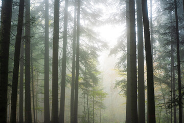 Foggy or misty forest scene. Autumn morning thick fog, moody atmosphere, no people