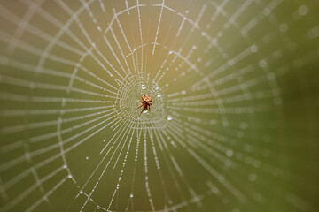 Morning dew or condensation covered spider web on forest twigs during autumn. Close up macro shot, no people