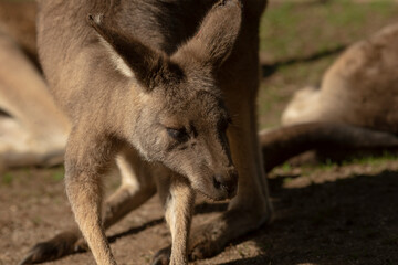 A kangaroo is standing right next to another kangaroo on the ground, both of them appearing healthy and alert within their natural habitat